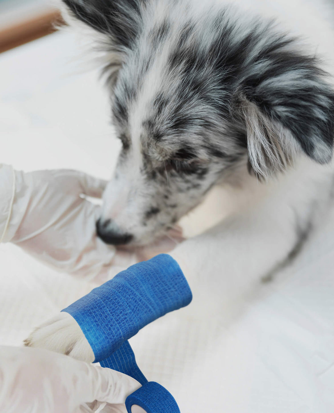 Real Feedback From Veterinarian