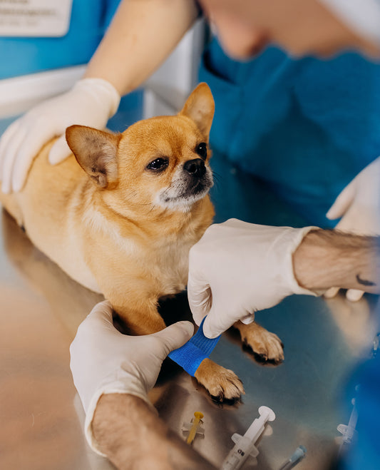 Self-adhesive Bandages in Post-Operative Care for Dogs